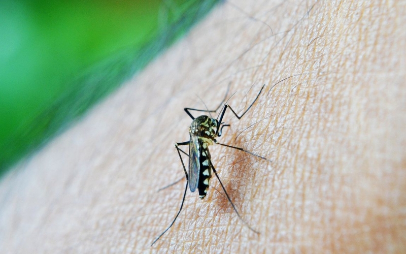 Cresce índice de infestação do mosquito da dengue em Guaporema.